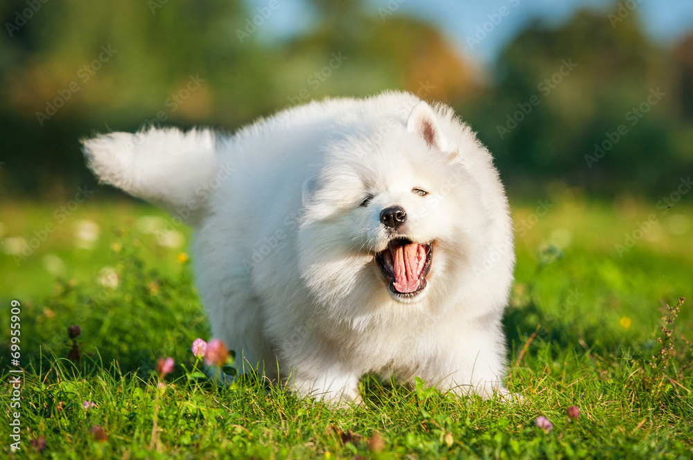 Samoyed